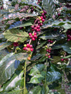 Mexico Santiago Atitlan - 5lb