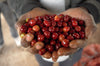 Ethiopian Yabitu Koba Natural - 5lb