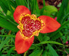 Mexico Flor de Corazon - 5lb